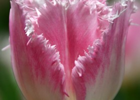 Tulipa Drakensteyn ® (3)